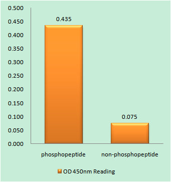 Caspase-8 (phospho Tyr380) Rabbit Polyclonal Antibody