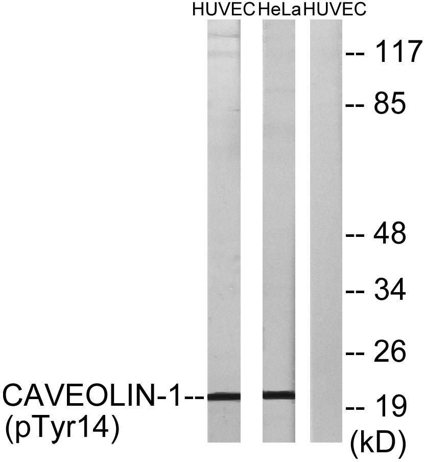 Caveolin-1 (phospho Tyr14) Rabbit Polyclonal Antibody