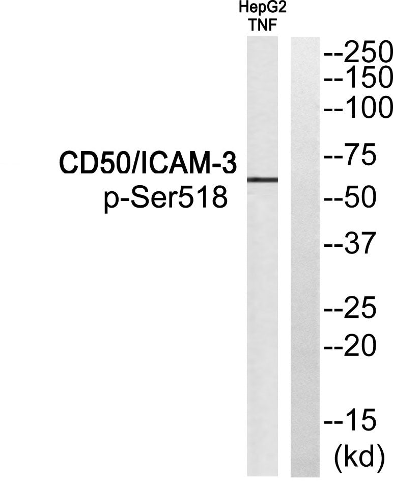 CD50 (phospho Ser518) Rabbit Polyclonal Antibody