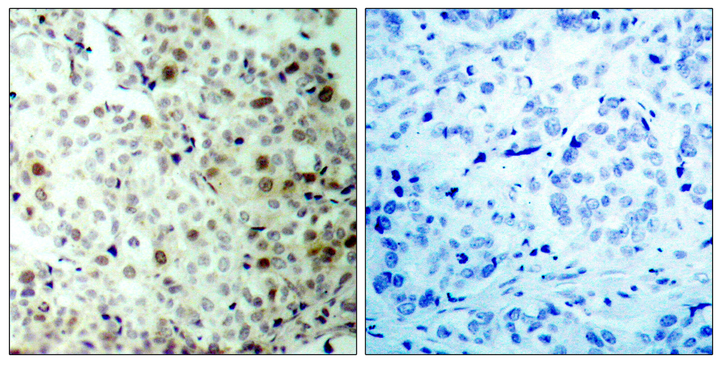 Cdc2 (phospho Thr161) Rabbit Polyclonal Antibody