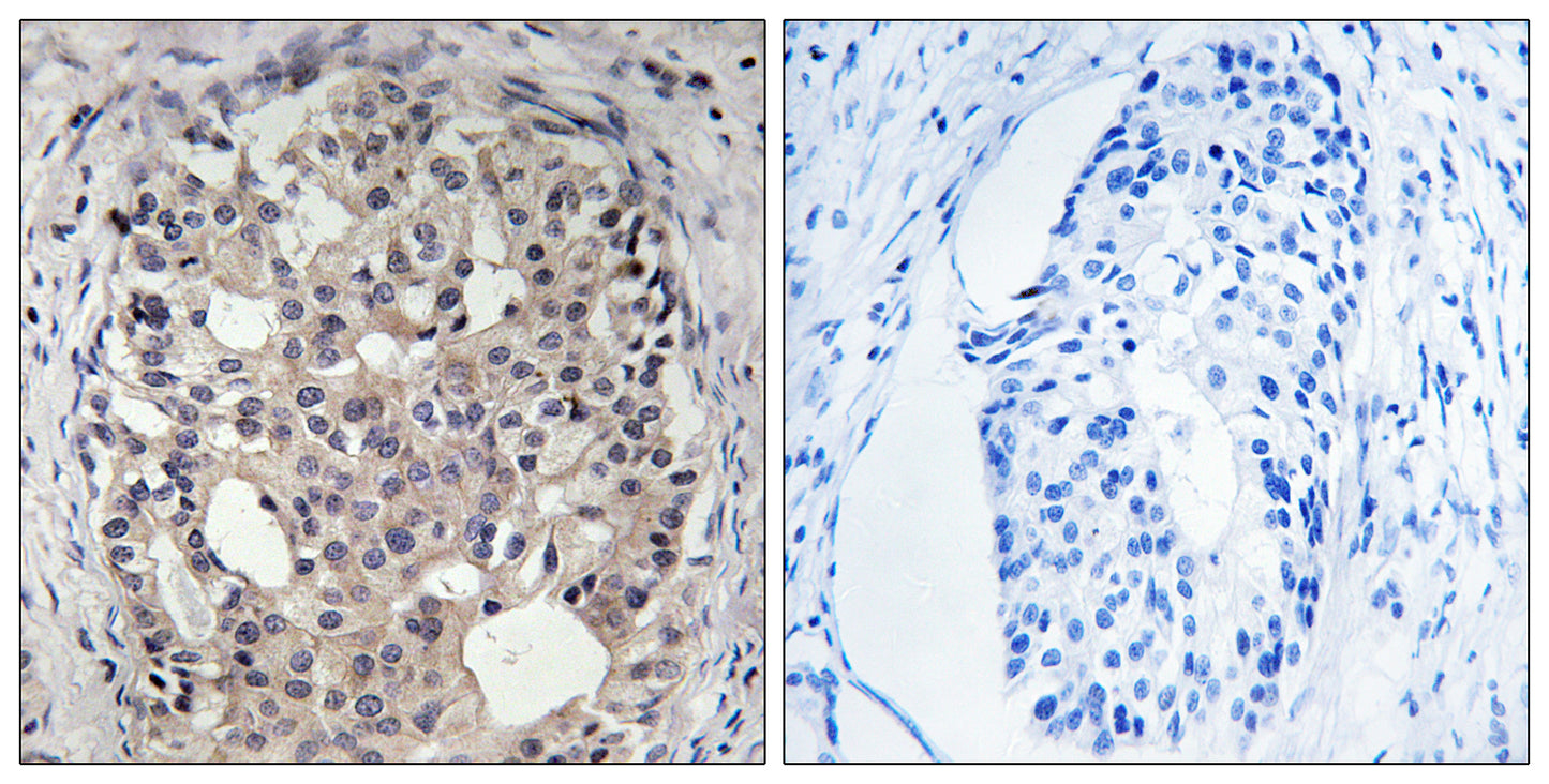 Cdc25A (phospho Ser178) Rabbit Polyclonal Antibody