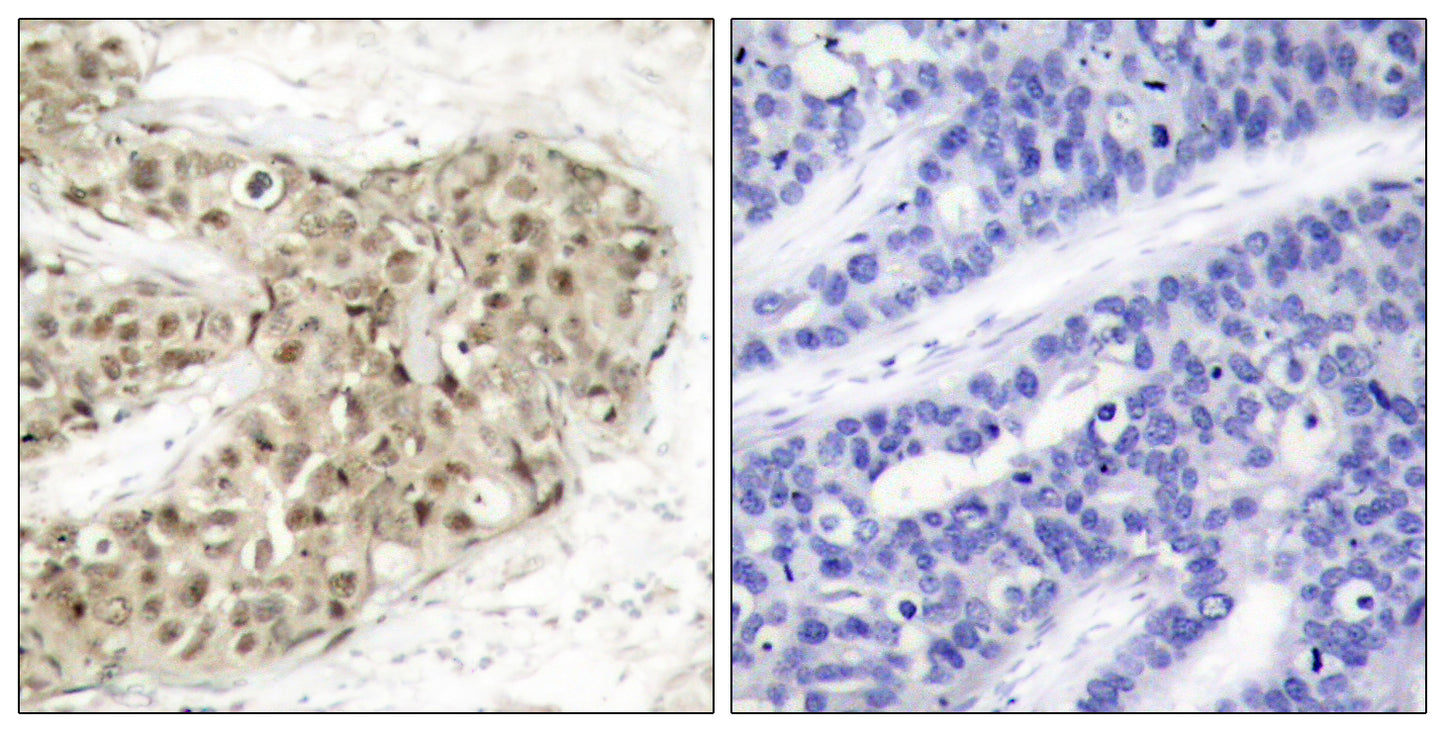 Cdc25C (phospho Ser216) Rabbit Polyclonal Antibody