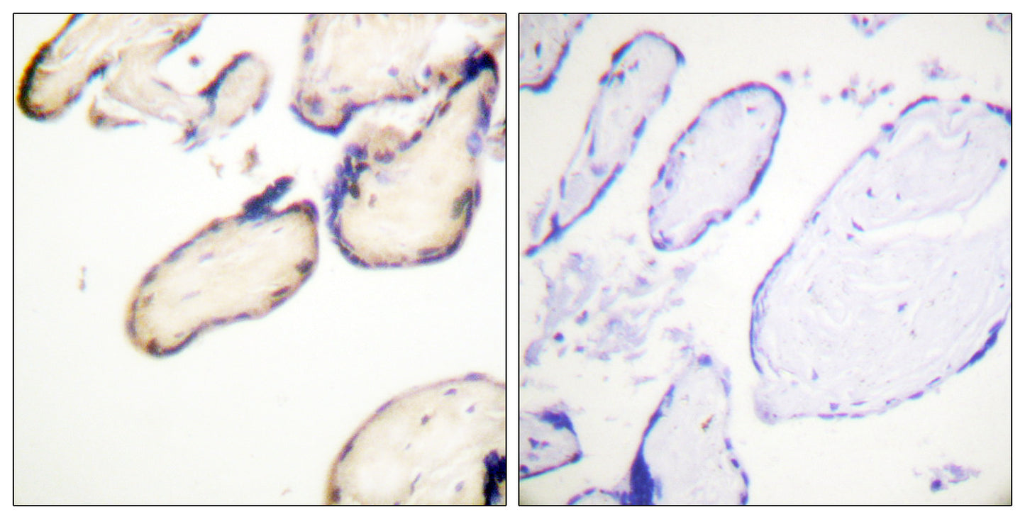 Cdc37 (phospho Ser13) Rabbit Polyclonal Antibody
