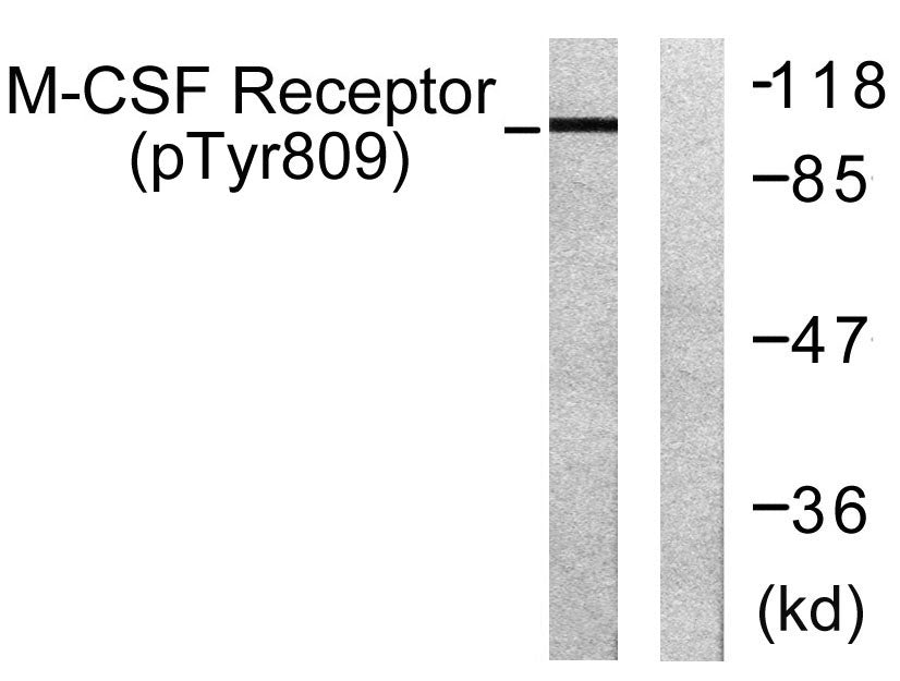 c-Fms (phospho Tyr809) Rabbit Polyclonal Antibody