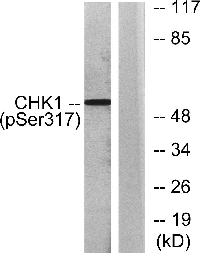 Chk1 (phospho Ser317) Rabbit Polyclonal Antibody