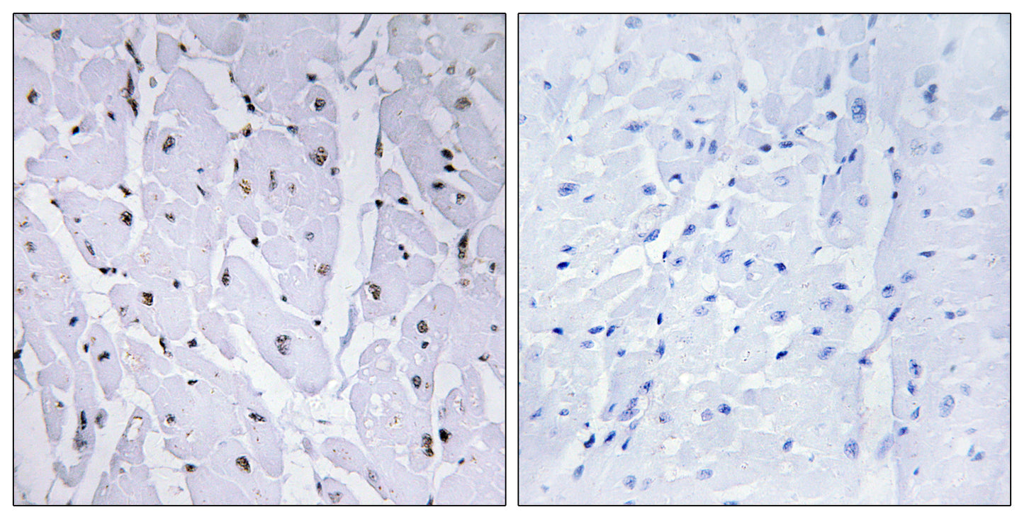 c-Myb (phospho Ser12) Rabbit Polyclonal Antibody