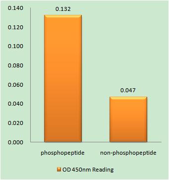 c-Myb (phospho Ser532) Rabbit Polyclonal Antibody