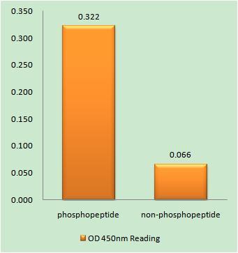 CNOT2 (phospho Ser101) Rabbit Polyclonal Antibody