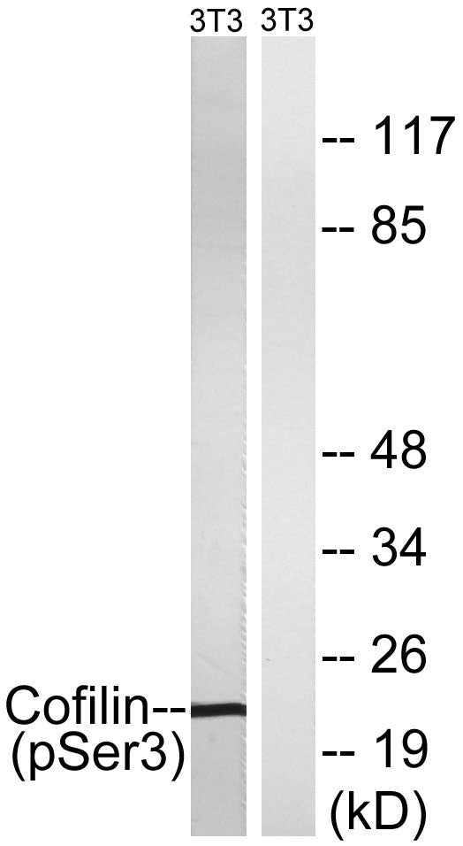Cofilin (phospho Ser3) Rabbit Polyclonal Antibody