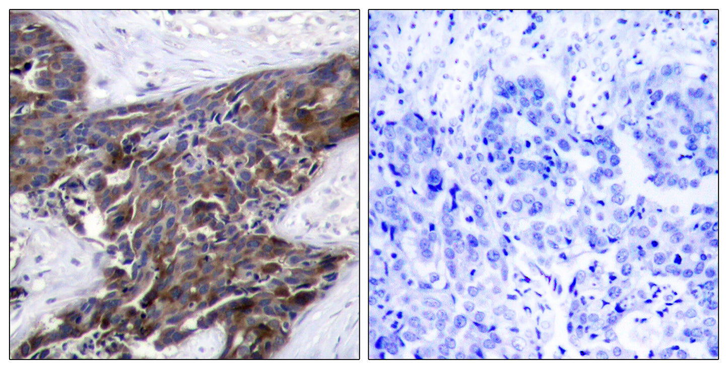 Connexin 43 (phospho Ser368) Rabbit Polyclonal Antibody