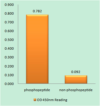 CREB-1 (phospho Thr100) Rabbit Polyclonal Antibody