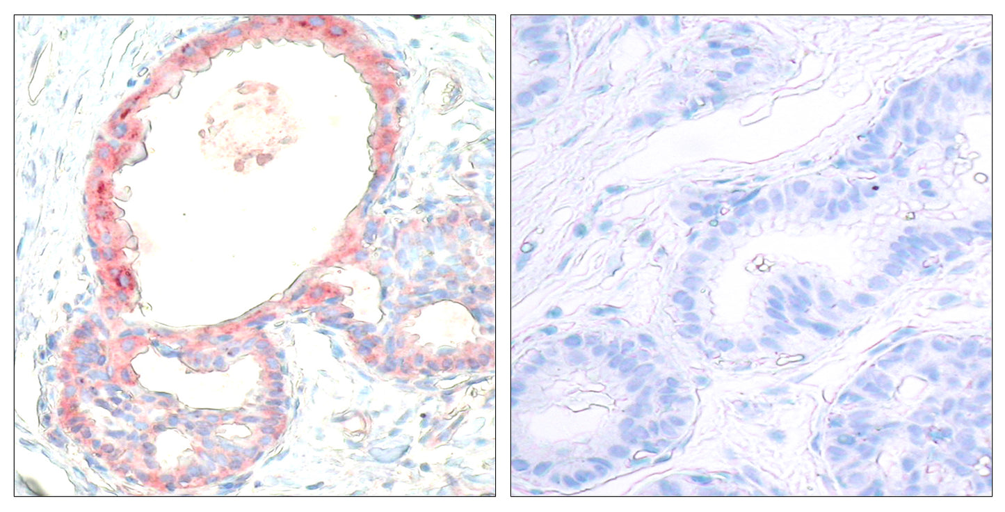 c-Rel (phospho Ser503) Rabbit Polyclonal Antibody