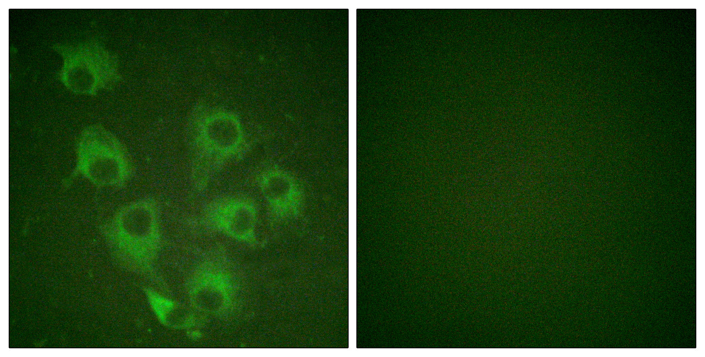 Crk-L (phospho Tyr207) Rabbit Polyclonal Antibody