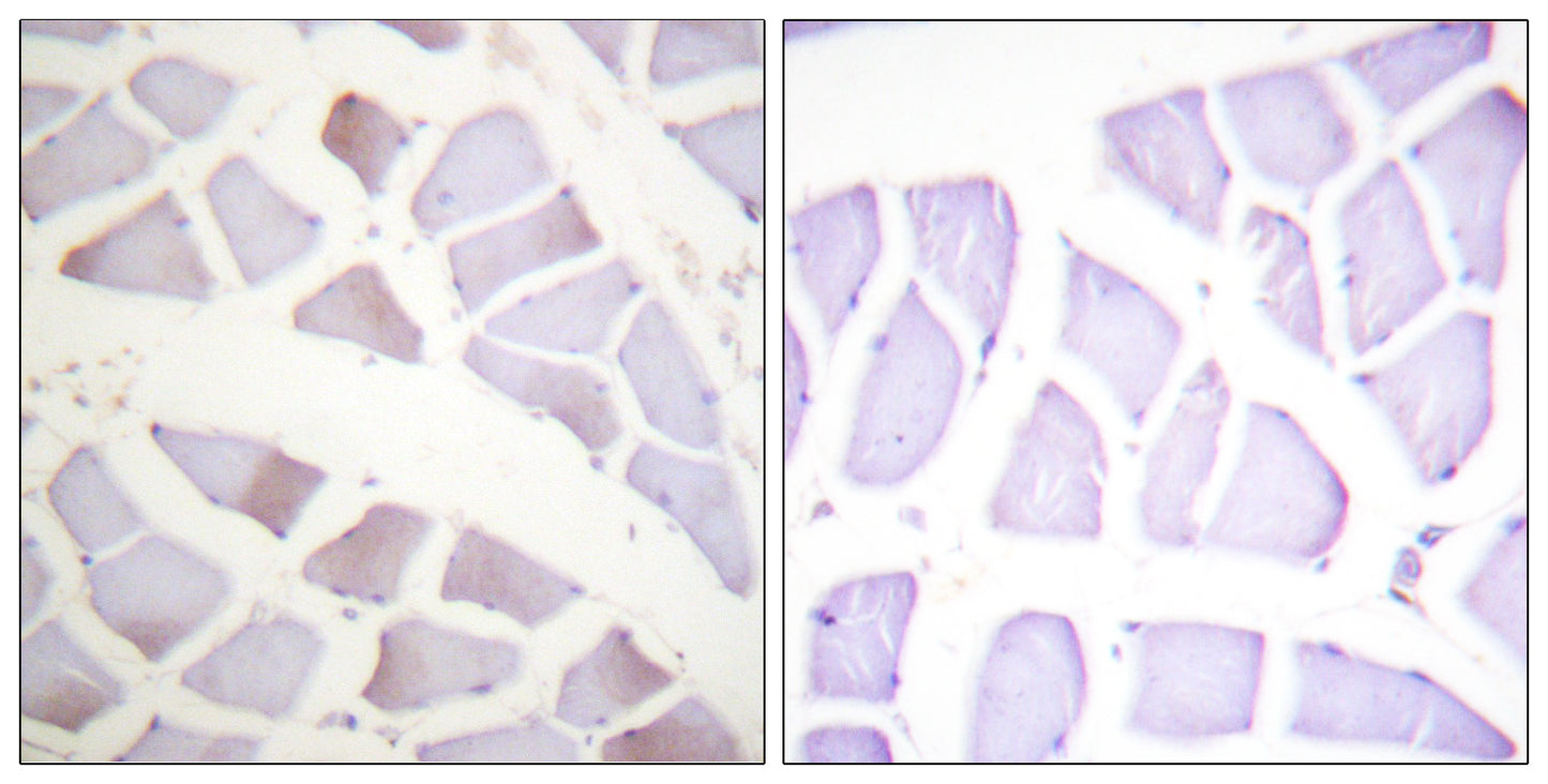 Crystallin-αB (phospho Ser19) Rabbit Polyclonal Antibody
