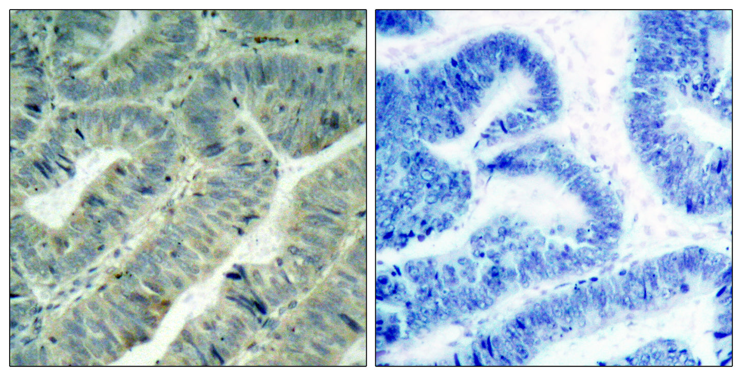 c-Src (phospho Tyr419) Rabbit Polyclonal Antibody