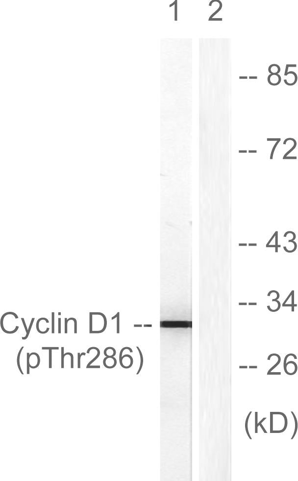 Cyclin D1 (phospho Thr286) Rabbit Polyclonal Antibody