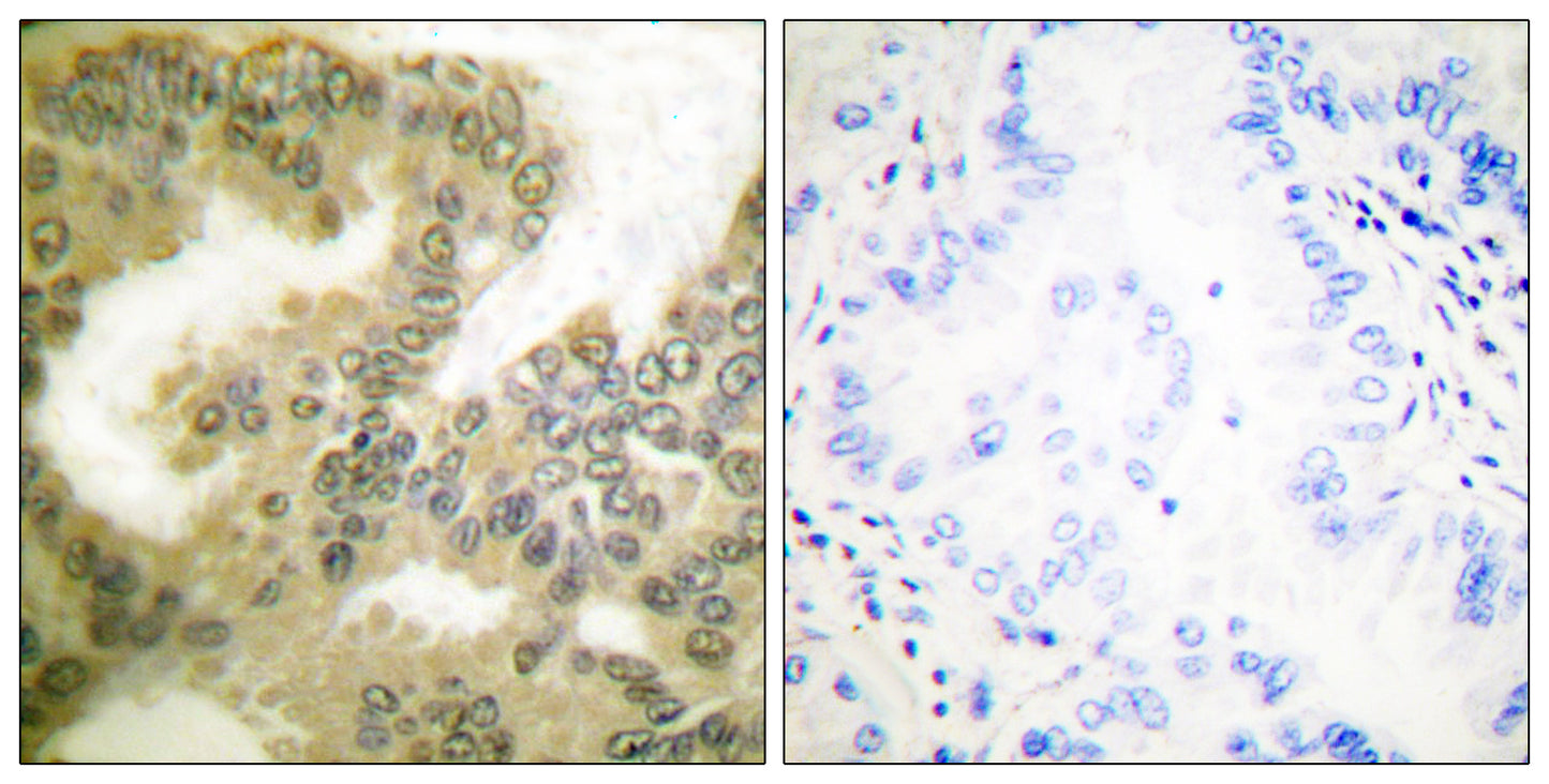 Cyclin D3 (phospho Thr283) Rabbit Polyclonal Antibody