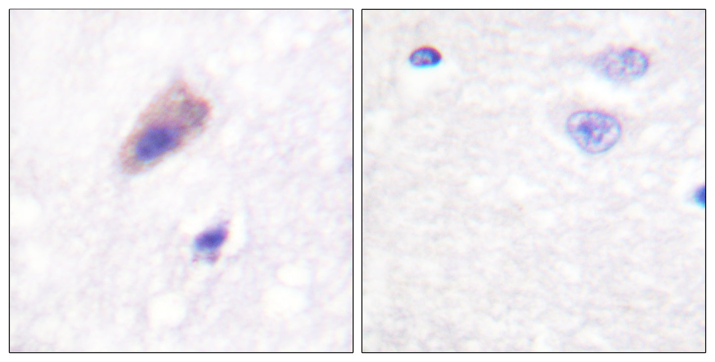 Dynamin I (phospho Ser774) Rabbit Polyclonal Antibody
