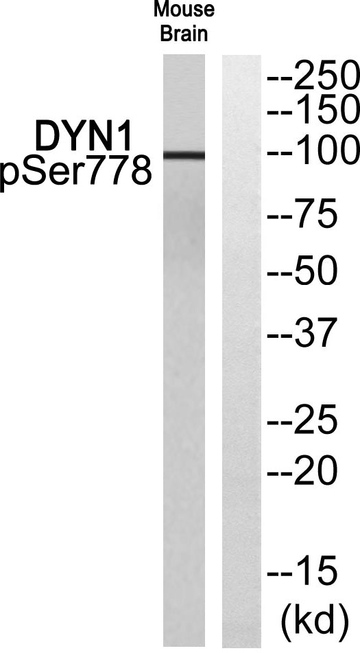 Dynamin I (phospho Ser778) Rabbit Polyclonal Antibody