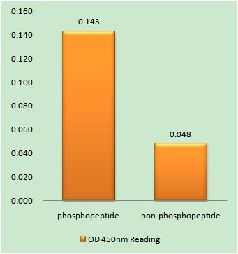 E2A (phospho Thr355) Rabbit Polyclonal Antibody