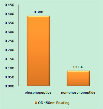 EGFR (phospho Ser1071) Rabbit Polyclonal Antibody