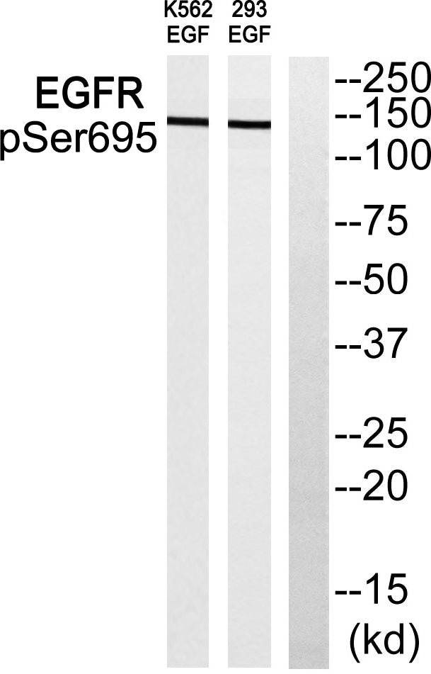 EGFR (phospho Ser695) Rabbit Polyclonal Antibody