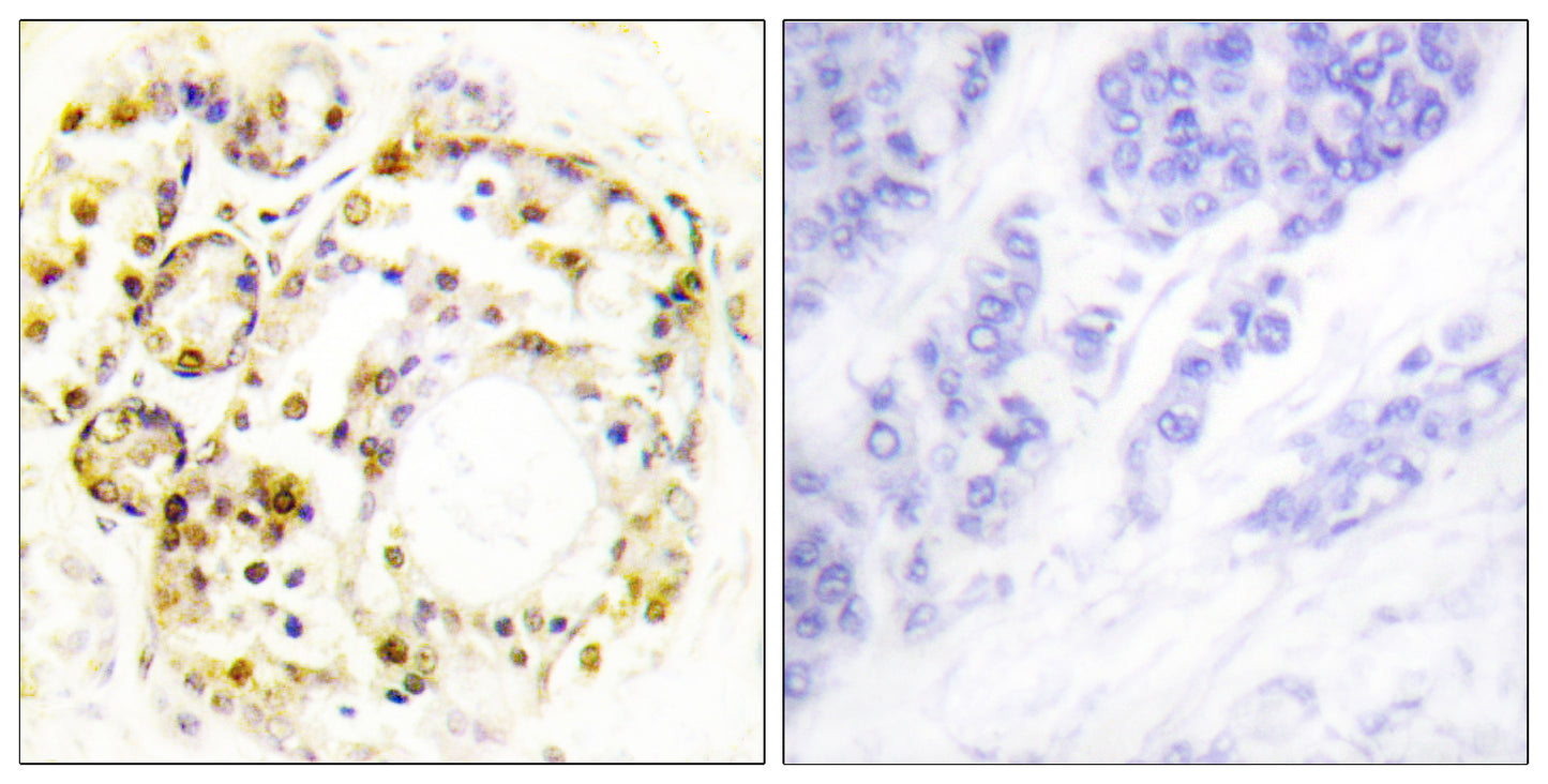 ERK 3 (phospho Ser189) Rabbit Polyclonal Antibody
