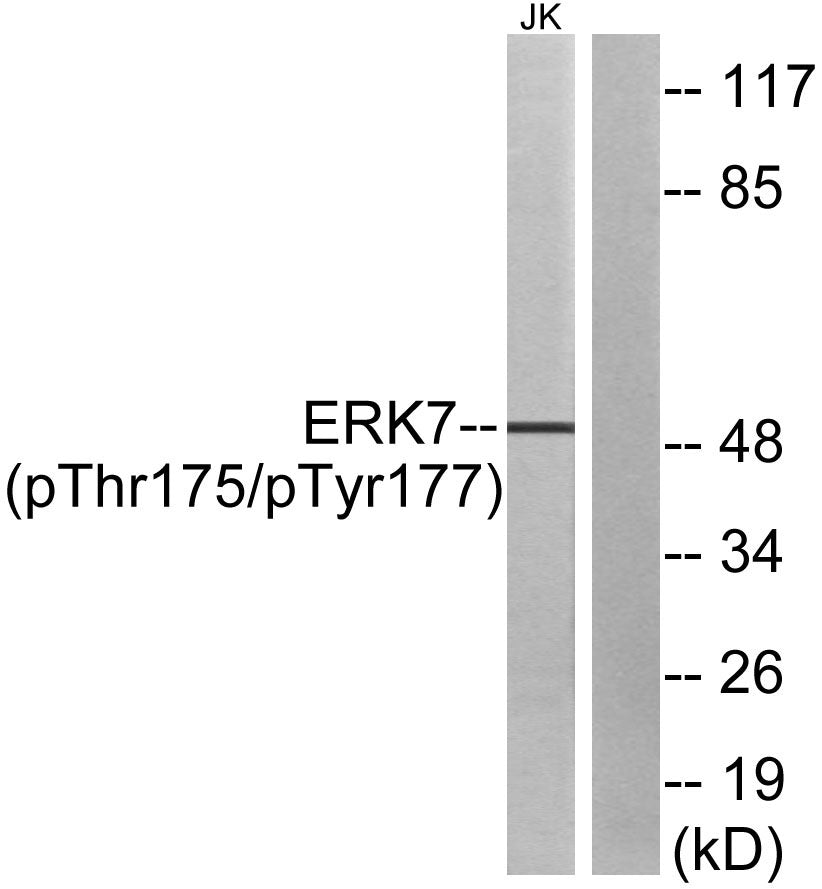 ERK 8 (phospho Thr175/Y177) Rabbit Polyclonal Antibody