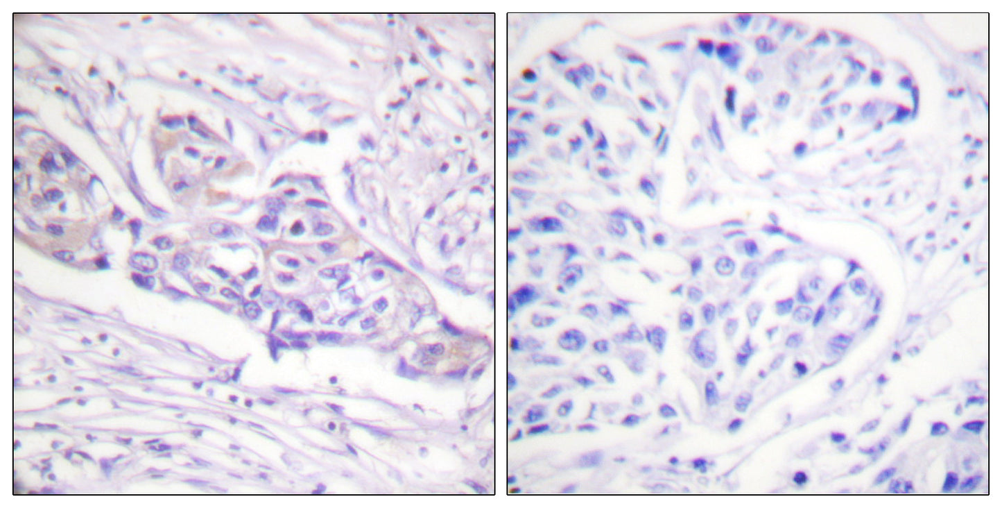 FoxO1A (phospho Ser329) Rabbit Polyclonal Antibody