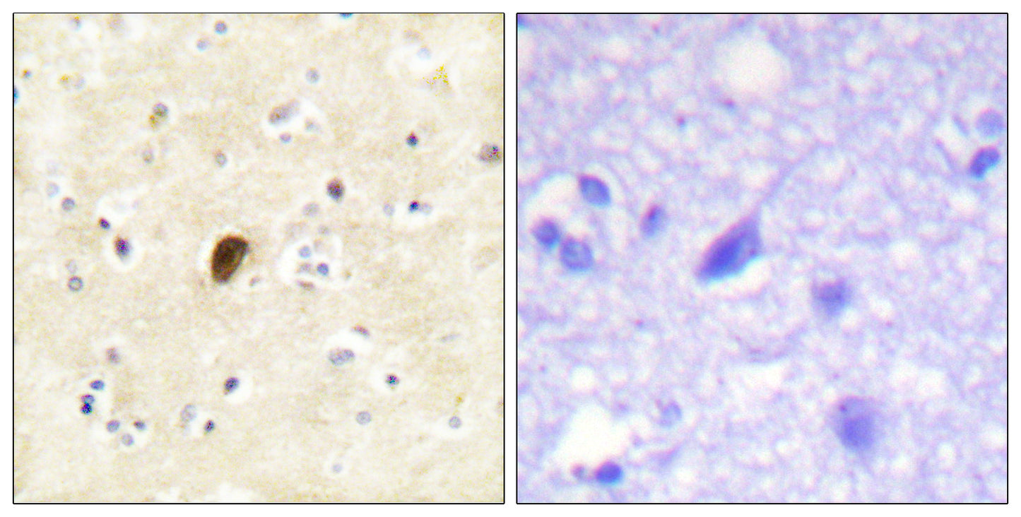 GluR4 (phospho Ser862) Rabbit Polyclonal Antibody