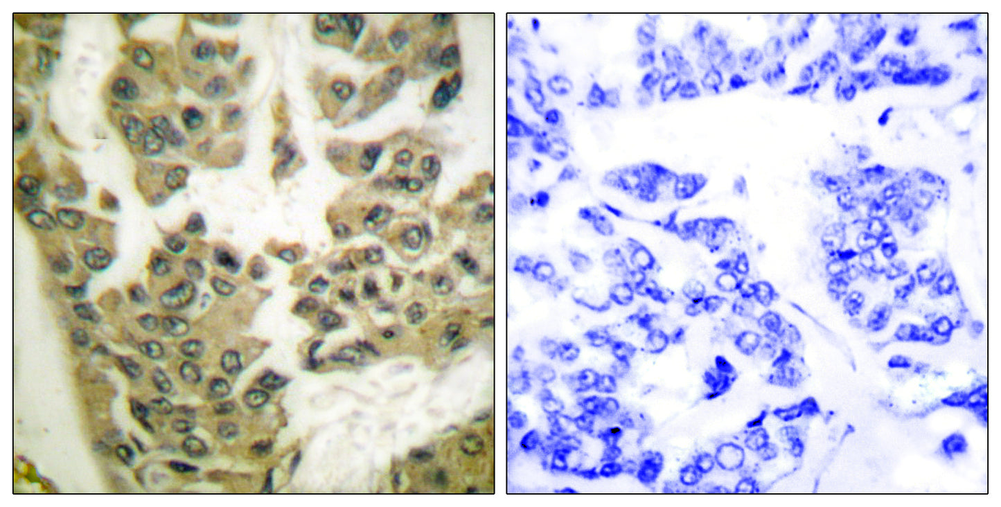 GRF-1 (phospho Tyr1105) Rabbit Polyclonal Antibody