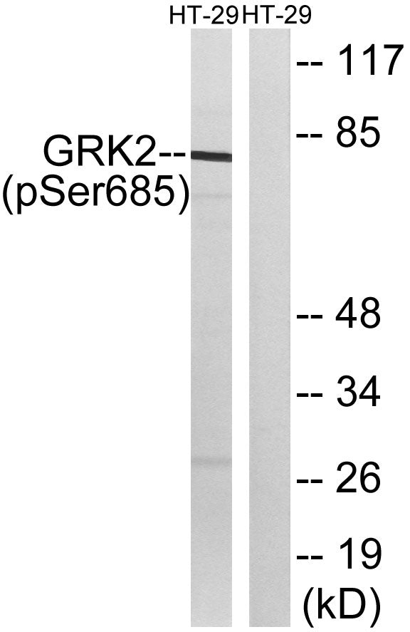 GRK 2 (phospho Ser685) Rabbit Polyclonal Antibody