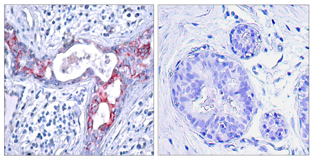 GSK3β (phospho Ser9) Rabbit Polyclonal Antibody