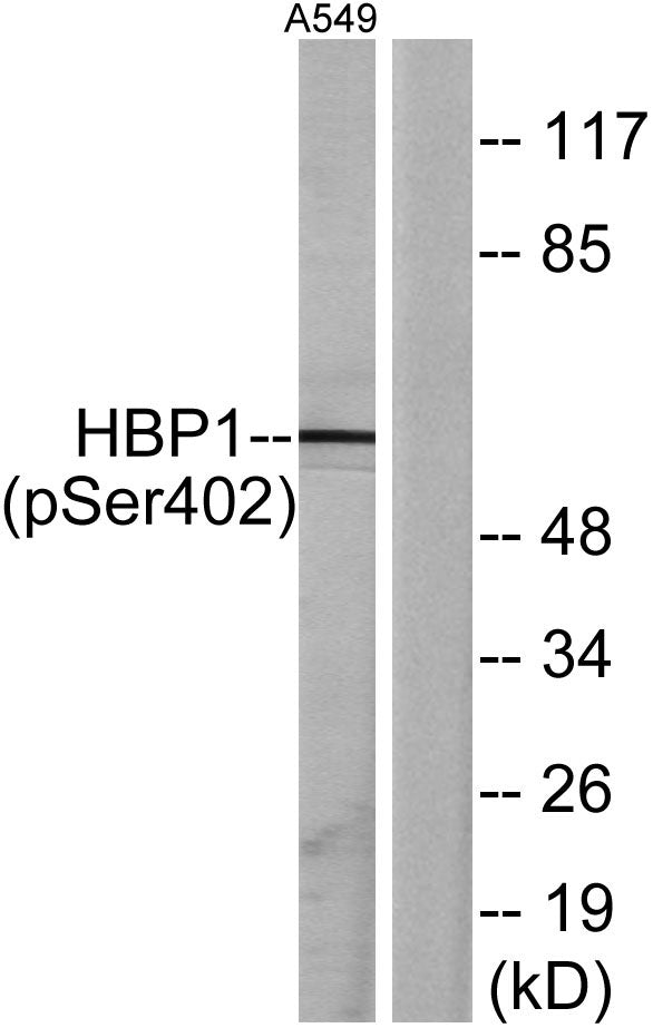 HBP1 (phospho Ser402) Rabbit Polyclonal Antibody