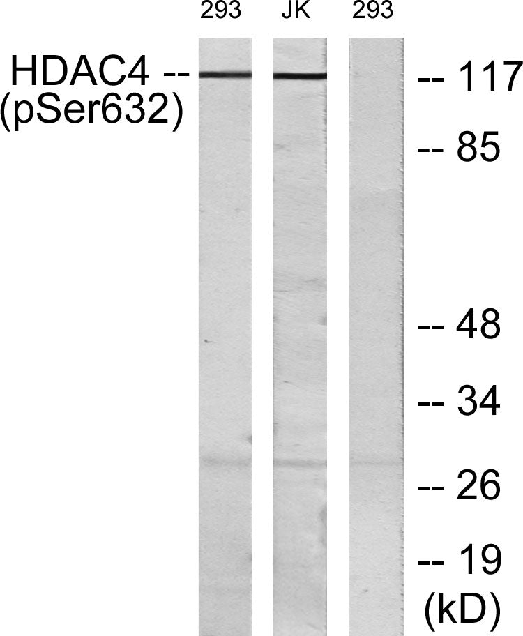 HDAC4 (phospho Ser632) Rabbit Polyclonal Antibody