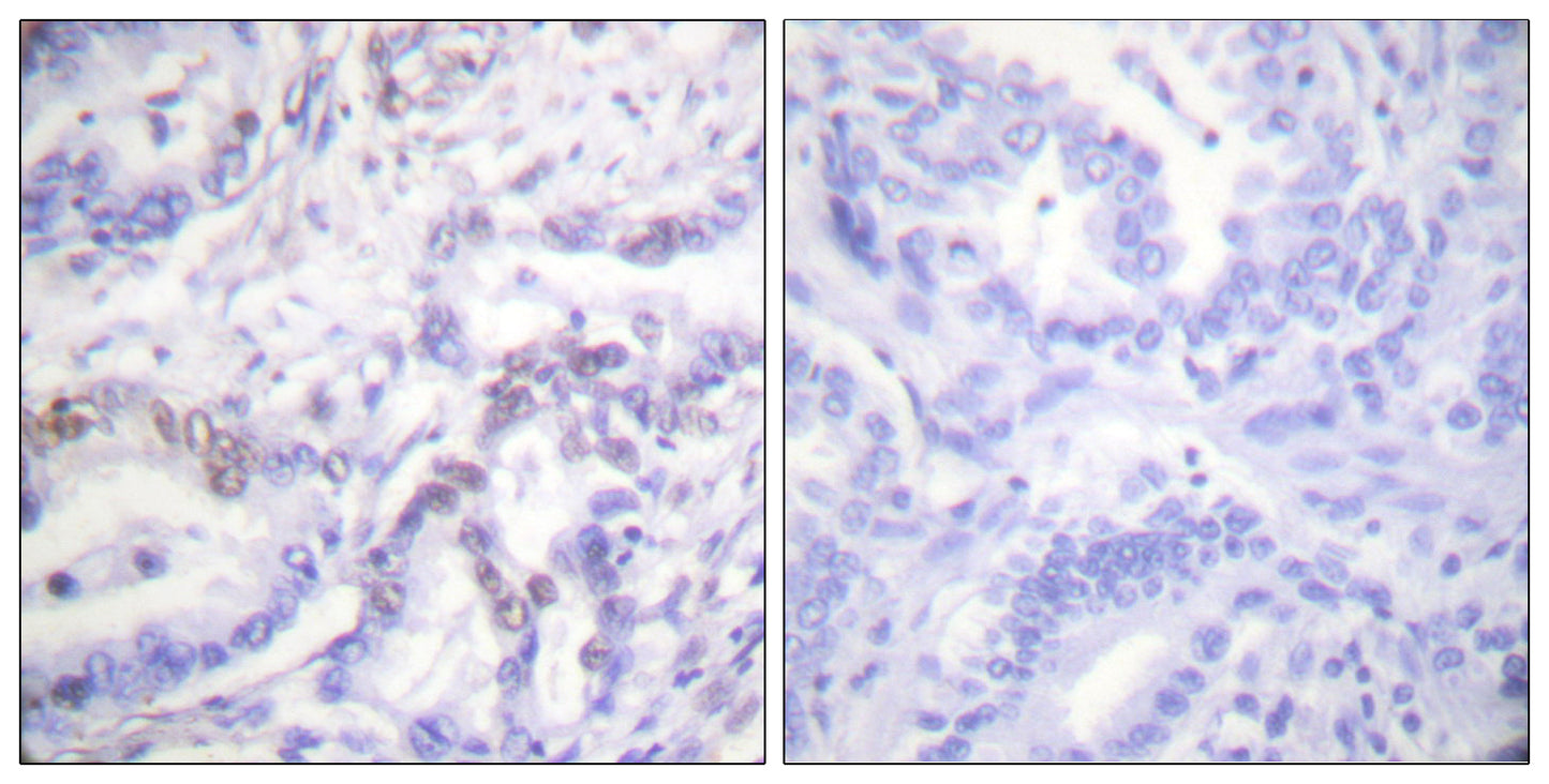 Histone H3 (phospho Thr3) Rabbit Polyclonal Antibody