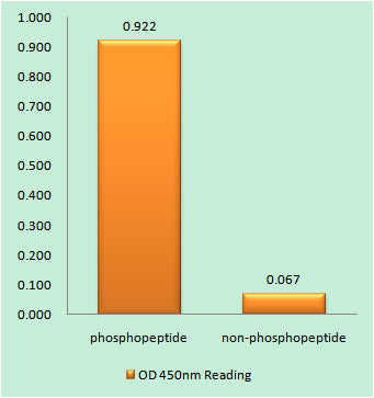 HSF1 (phospho Thr142) Rabbit Polyclonal Antibody
