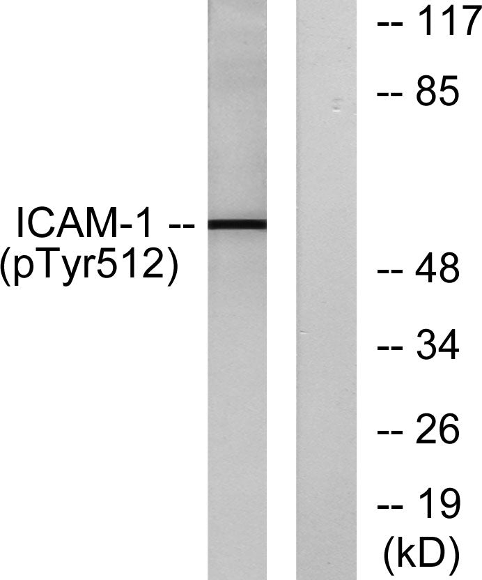 ICAM-1 (phospho Tyr512) Rabbit Polyclonal Antibody