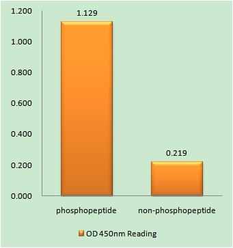 IGFBP3 (phospho Ser183) Rabbit Polyclonal Antibody