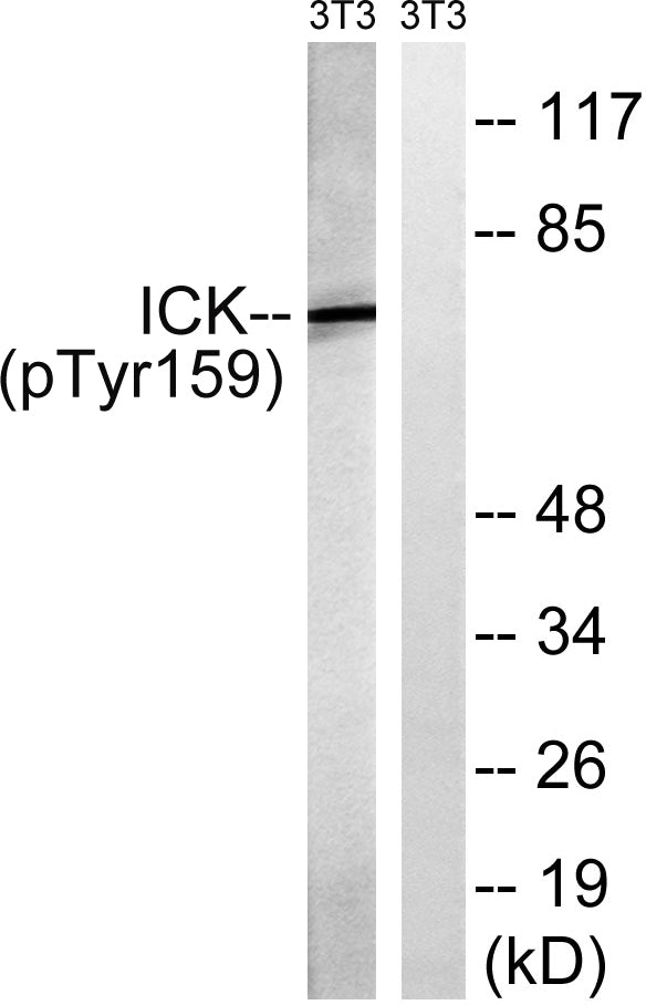 Intestinal Cell Kinase (phospho Tyr159) Rabbit Polyclonal Antibody