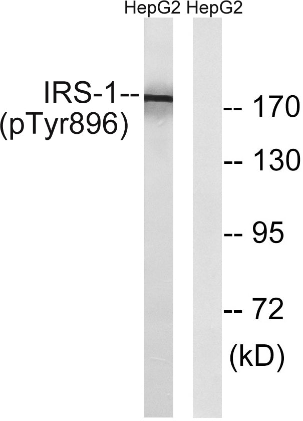 IRS-1 (phospho Tyr896) Rabbit Polyclonal Antibody