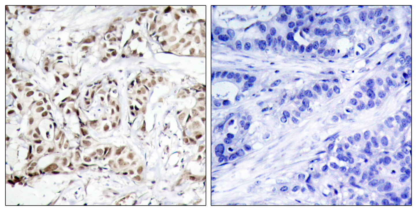 JNK1/2/3 (phospho Thr183) Rabbit Polyclonal Antibody