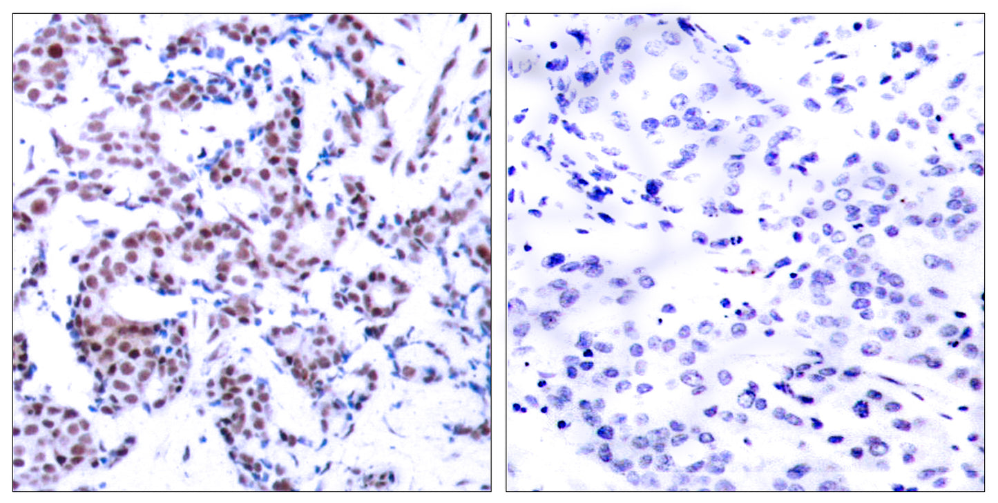 Jun B (phospho Ser259) Rabbit Polyclonal Antibody