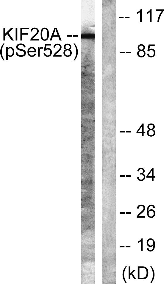 KIF20A (phospho Ser528) Rabbit Polyclonal Antibody