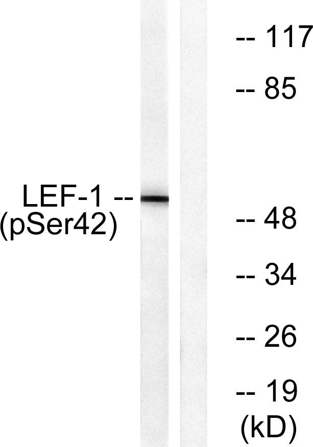 LEF-1 (phospho Ser42) Rabbit Polyclonal Antibody