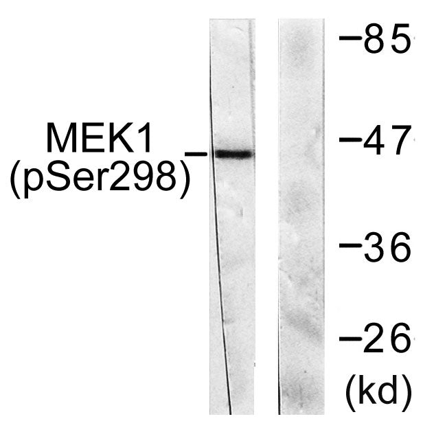 MEK-1 (phospho Ser298) Rabbit Polyclonal Antibody