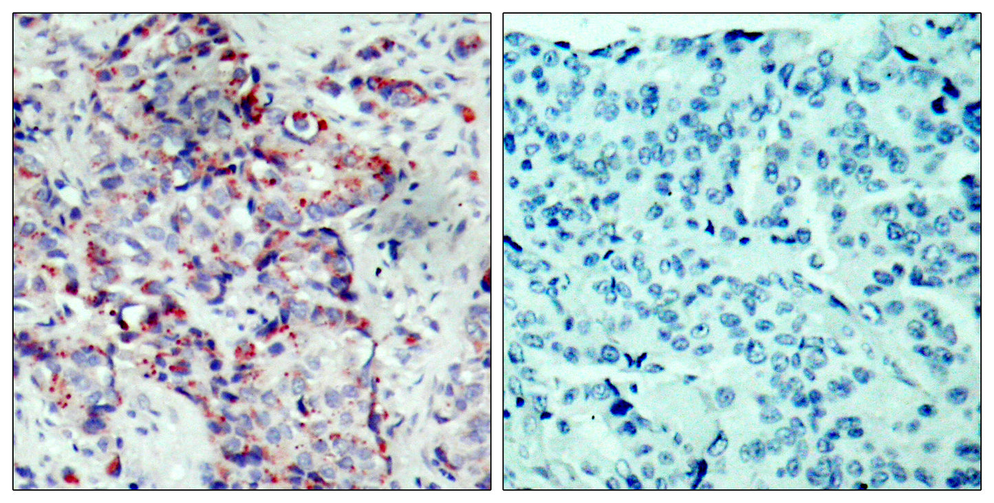 MEK-4 (phospho Ser80) Rabbit Polyclonal Antibody