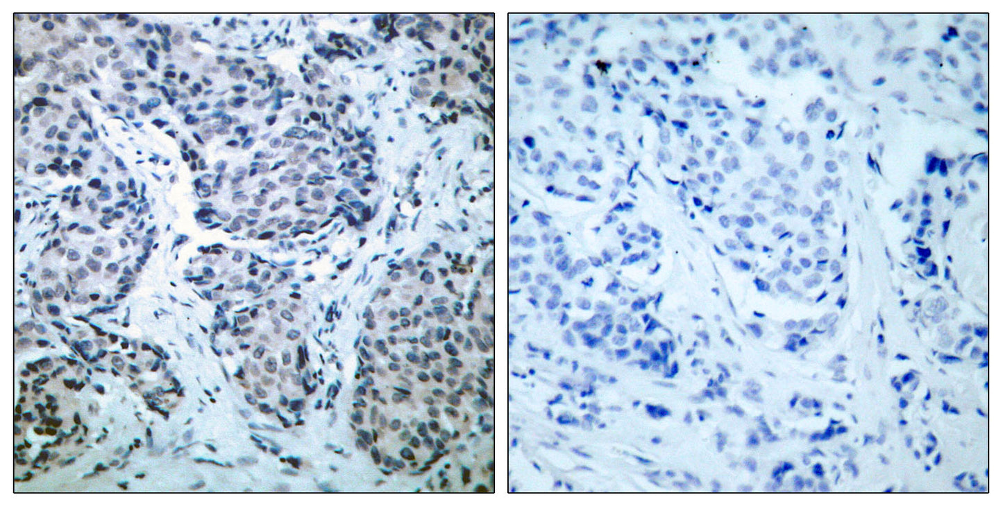 MEK-4 (phospho Thr261) Rabbit Polyclonal Antibody