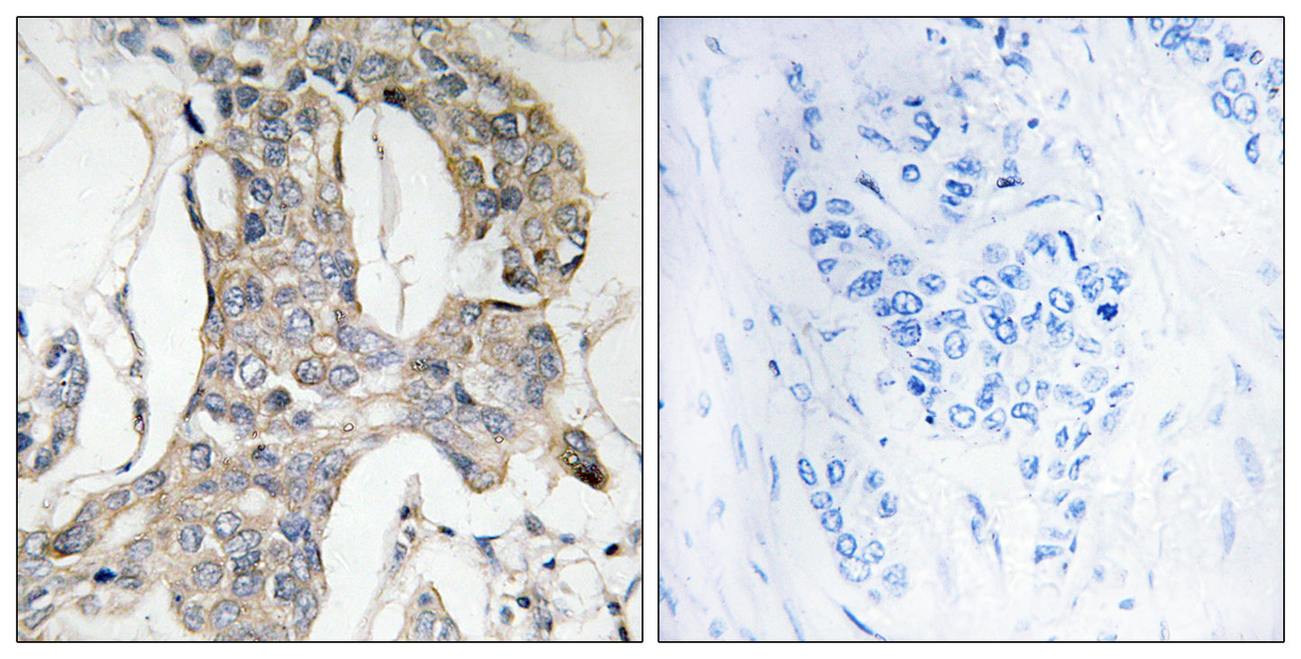 MKP-1/2 (phospho Ser296/318) Rabbit Polyclonal Antibody