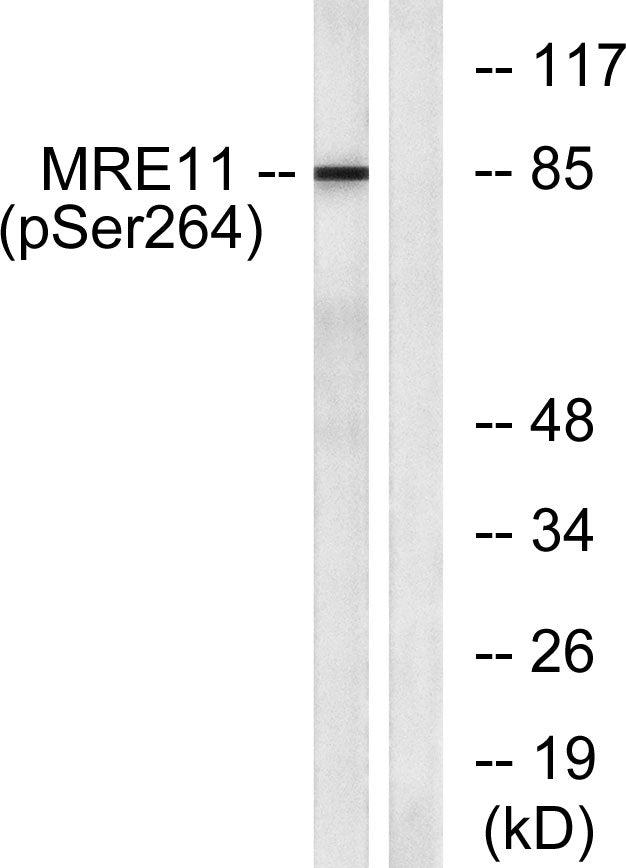 MRE11 (phospho Ser264) Rabbit Polyclonal Antibody